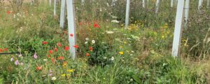 Landscape Paddock Services