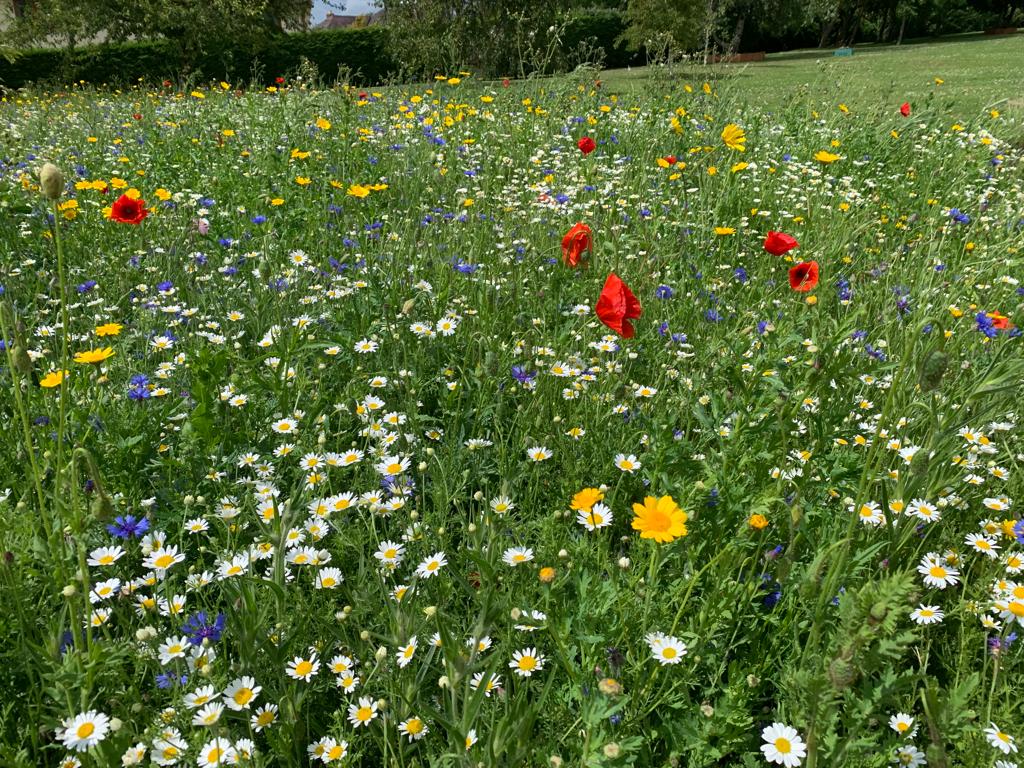 Wildflower Gardening in Herefordshire, Little Malvern Farm Wildflower Gardening in the Cotswolds, Little Malvern Farm