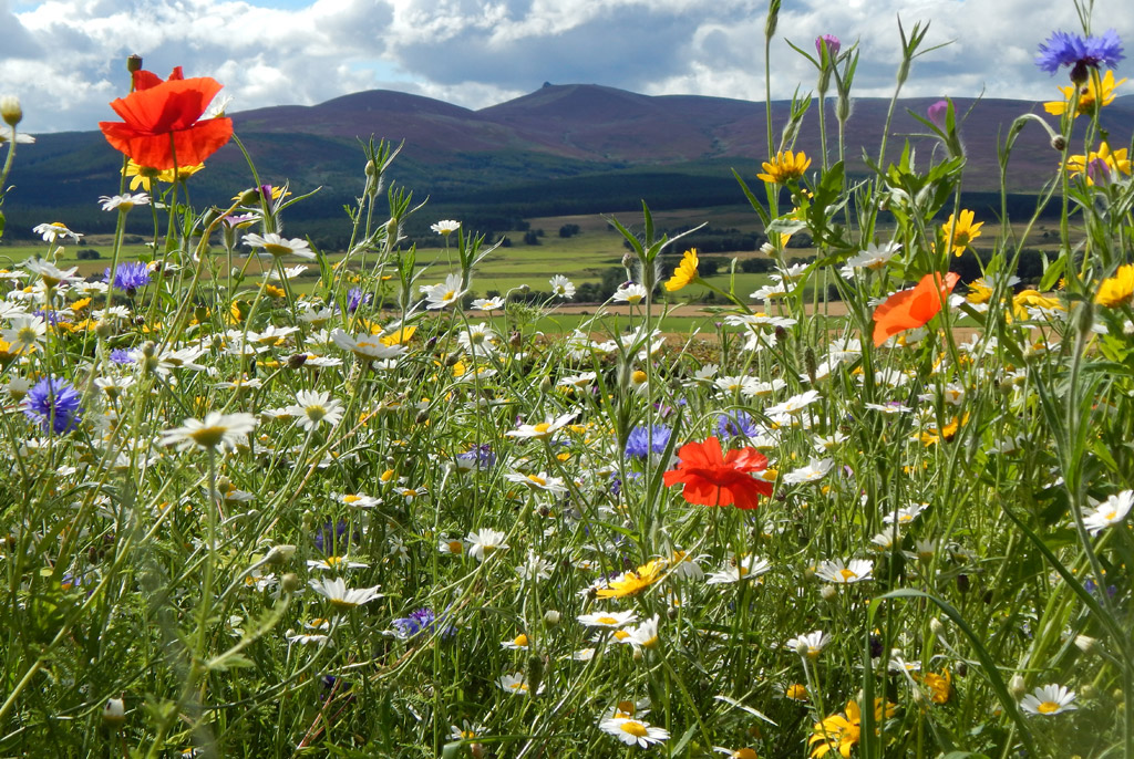 wildflower meadows Cotswolds