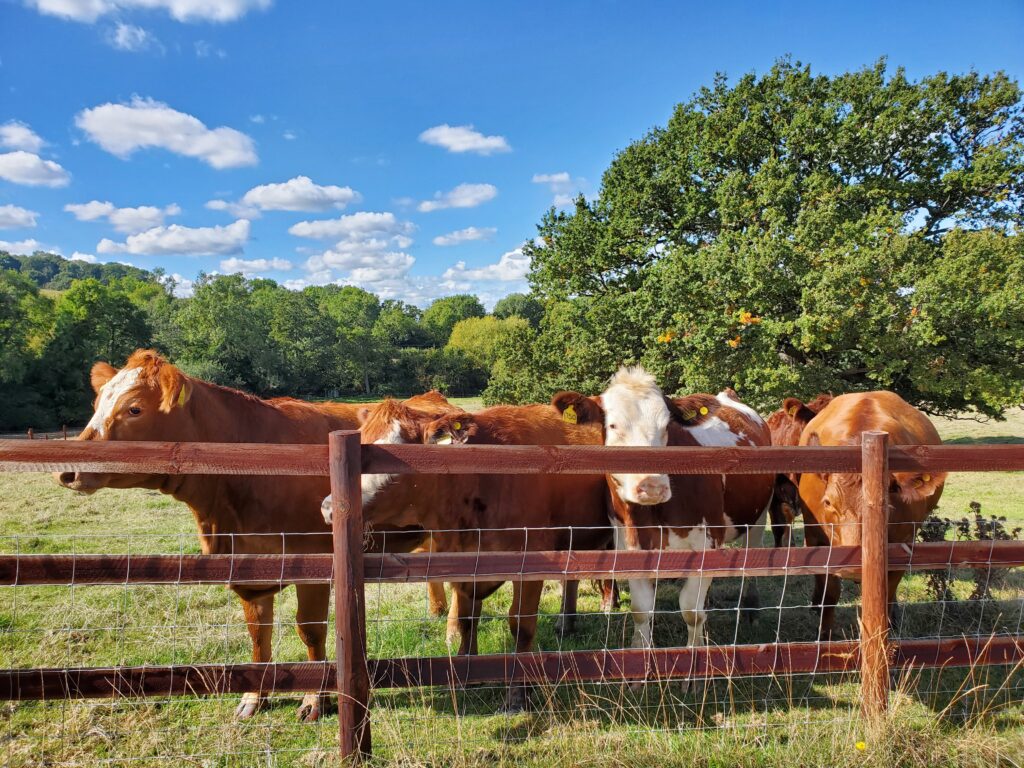 Post and Rail Fencing | Little Malvern Farms